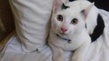Procura-se por animal perdido no bairro Jardim São Bento II -Hortolândia