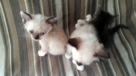 Munícipe está com 17 gatos para doação, sendo 13 filhotes