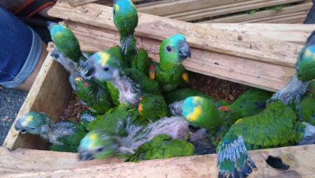 Tático Ostensivo Rodoviário resgata mais de 160 filhotes de aves silvestres, em Campinas