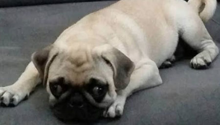 Procura-se por PUG perdido no bairro Vila Real