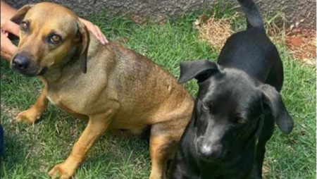 Procura-se por animal perdido no bairro TAQUARA BRANCA
