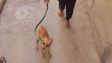 Procura-se por animal perdido no bairro Jardim Interlagos
