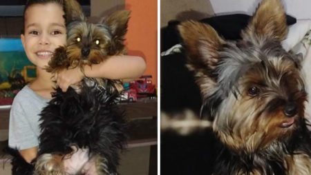 Procura-se por animal perdido no bairro Jardim Auxiliadora