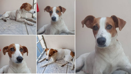 Procura-se por dono de animal
