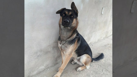 Procura-se por animal perdido no bairro Jardim Nova  Europa, Hortolândia