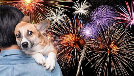 Como ajudar os cachorros que têm medo de fogos de artifício?