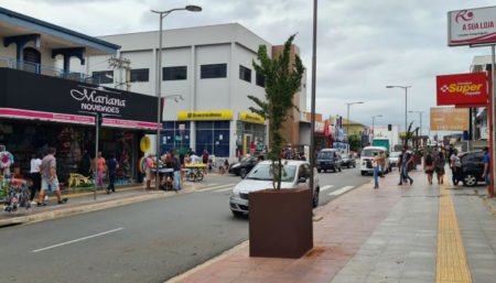 Pinheiros naturais decoram e embelezam a rua Luiz Camilo de Camargo