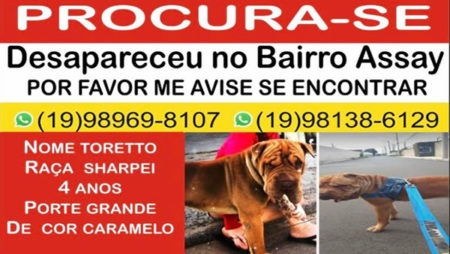Procura-se por animal perdido no bairro Chácaras Assay