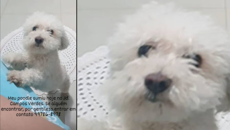 Procura-se por animal perdido no bairro Jardim Campos Verdes