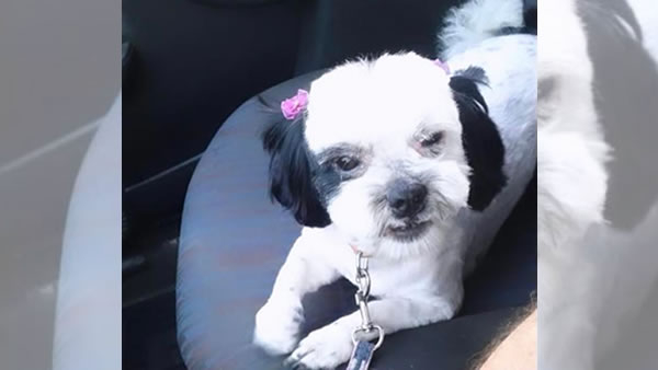 Procura-se por animal perdido no bairro Jardim São Camilo