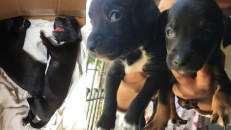 Municipe procura por lar para dois cachorrinhos