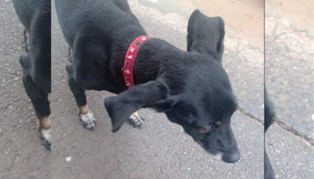 Procura-se por cachorro perdido no bairro Parque Ortolandia