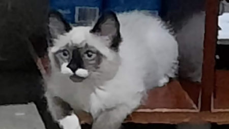 Procura-se por animal perdido no bairro Jardim Interlagos