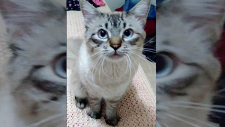 Procura-se por animal perdido no bairro Jardim Nova Hortolândia