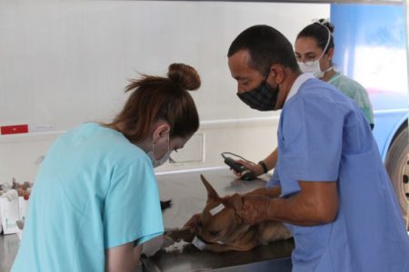 DPBEA realiza mais de 200 cirurgias na 2ª etapa da campanha de castração