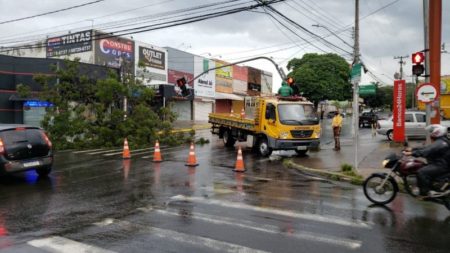 Queda de árvore danifica semáforo no cruzamento das ruas José Camilo de Camargo e João Camilo de Camargo
