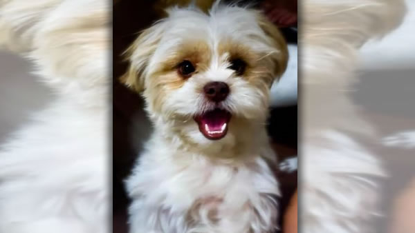 Procura-se por animal perdido no bairro Nova América Hortolândia