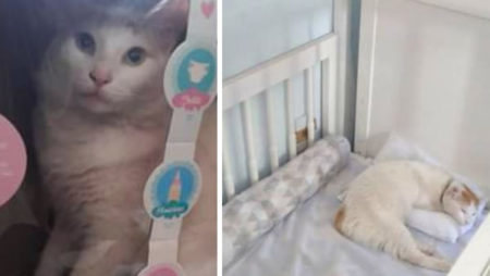 Procura-se por animal perdido no bairro Parque do horto