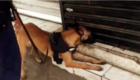 Cão da Guarda Municipal localizada droga em banca e casal acaba preso