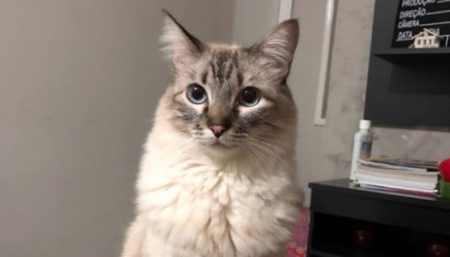 Procura-se por gato perdido no bairro Nova América