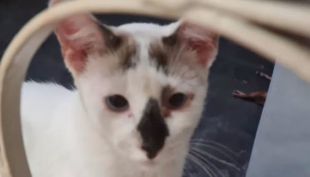 Procura-se por gato perdido no bairro Jardim Santa Clara do Lago 1