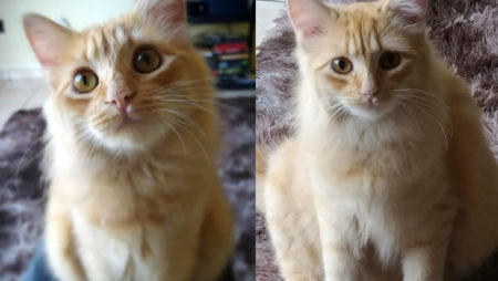 Procura-se por Gato perdido no Jardim Amanda
