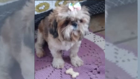 Procura-se por animal perdido no bairro Remanso Campineiro