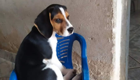 Procura-se por Cachorro perdido no bairro Jardim são Pedro de Viracopos