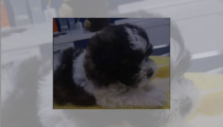Procura-se por Cachorro perdido no Amanda