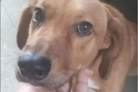 Projetos criam dia do Vira-lata e dos Protetores de Animais em Hortolândia