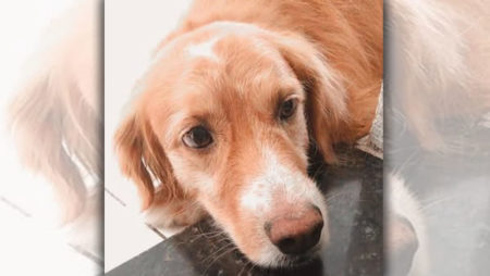 Procura-se por animal perdido no bairro Jardim Minda
