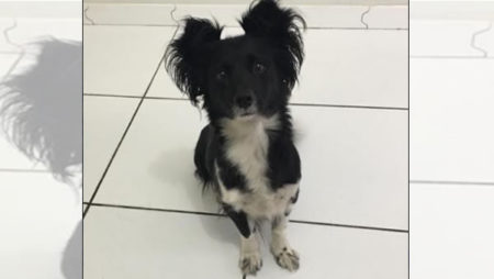 Procura-se por animal perdido no bairro Parque dos Pinheiros