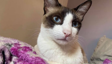 Procura-se por gato perdido no bairro São Sebastião