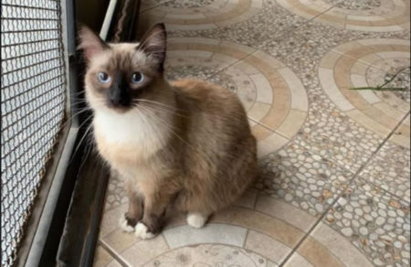 Procura-se por dono de animal perdido no bairro Jd Nova América
