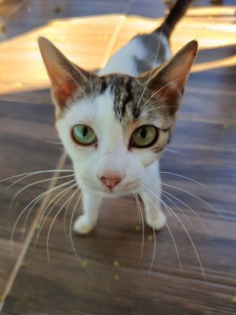 DPBEA abriga cerca de 70 gatos que esperam por um novo lar