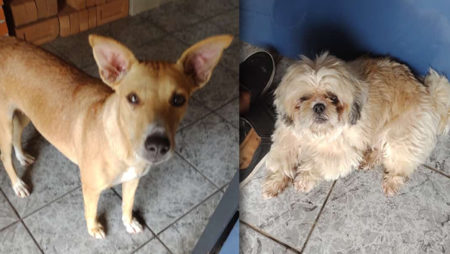 Procura-se por dono de animal perdido no bairro Remanso