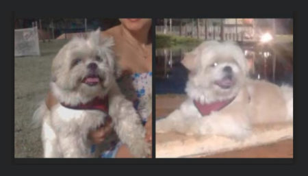 Procura-se por cachorro perdido no Amanda