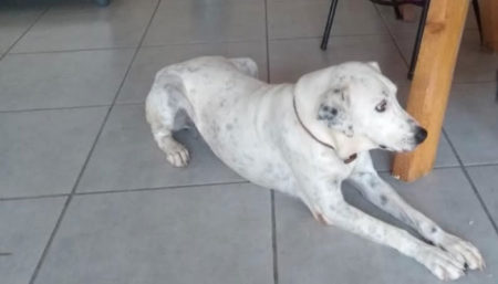 Procura-se por cachorro perdido no bairro Jd Novo Cambuí