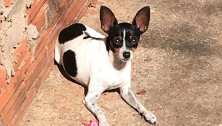 Procura-se por cachorro perdido pelo Nossa Senhora de Fátima