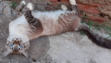 Procura-se por gato perdido no Auxiliadora