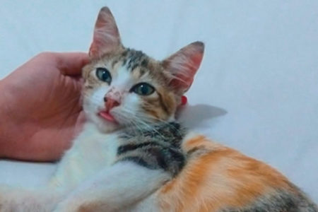 Procura-se por gato perdido no Nova America