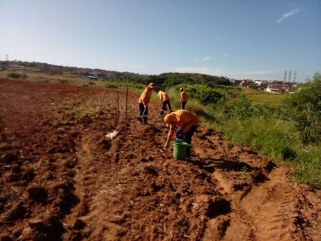 Prefeitura de Hortolândia implanta área com girassóis na região do Parque Orestes Ôngaro