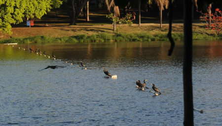 Campinas se destaca no Índice de Desenvolvimento Sustentável no Brasil