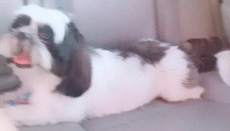 Procura-se por cachorro perdido no bairro Interlagos em Hortolândia