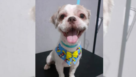 Procura-se por cachorro perdido no Amanda 2