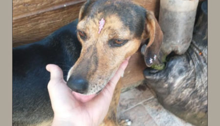 Procura-se por Cachorro perdido no bairro Jardim Interlagos