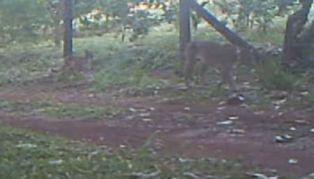 Câmeras flagram filhote de onça-parda em Campinas
