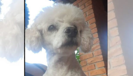 Procura-se por cachorro perdido na Chácara Fazenda Coelho Hortolândia