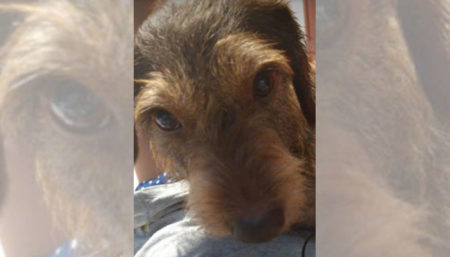 Procura-se por cachorro perdido no bairro Boa Esperança