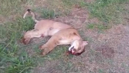 Onça morre atropelada em Rodovia de Campinas